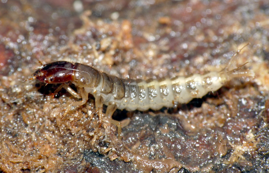 Larva di Staphilinidae